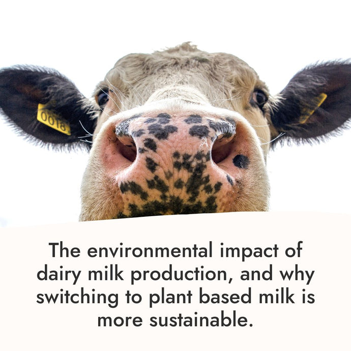 The Environmental Impact, Dairy vs Plant Milk